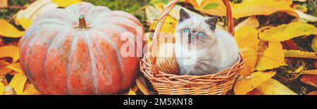 Piccolo gattino seduto vicino alla zucca di muschio grande. Gattino seduto in un cesto su foglie gialle cadute in autunno. Banner orizzontale Foto Stock