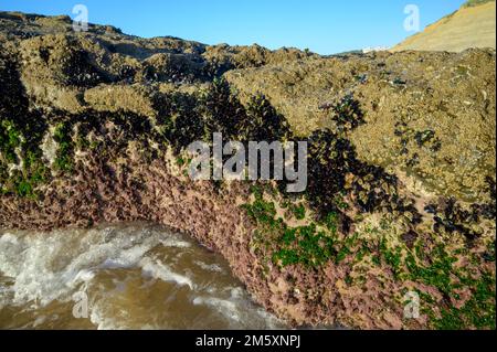 Colonia di cozze molluschi bivalvi commestibili su rocce sottomarine visibile durante la bassa marea sulla spiaggia sabbiosa di Magoito, Portogallo, zona di Lisbona Foto Stock