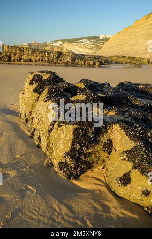 Colonia di cozze molluschi bivalvi commestibili su rocce sottomarine visibile durante la bassa marea sulla spiaggia sabbiosa di Magoito, Portogallo, zona di Lisbona Foto Stock