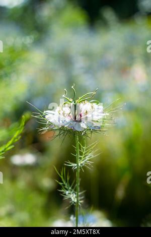 Fiori bianchi di nigella. Amore in una nebbia fiori in giardino. Nigella damascena giardino fiorito. Messa a fuoco selettiva bassa DOF. Foto Stock