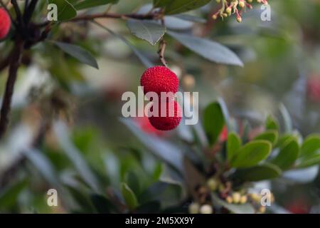 Frutto di Arbutus unedo nell'albero a fine autunno Foto Stock