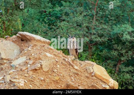 Aquila indiana osservata in Hampi a Karnataka, India Foto Stock