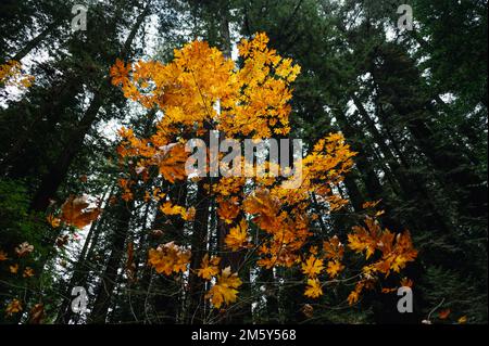Giganteschi sequoie costiere e acero giallo vite Foto Stock