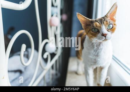 Un gatto Devon rex in piedi su un davanzale accanto a un telaio e guardando la macchina fotografica. Concetto PET. Scatto medio. Foto di alta qualità Foto Stock