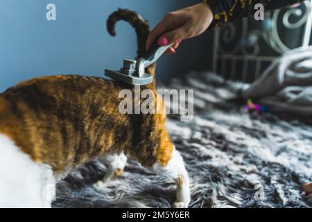 Un gatto Devon rex che viene spazzolato in piedi su un letto. Concetto PET. Scatto medio. Foto di alta qualità Foto Stock