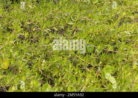 Ernodea Littoralis - spiaggia superriduttore. Foto Stock