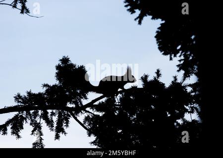 Silhouette di scoiattolo rosso su un albero di conifere Foto Stock