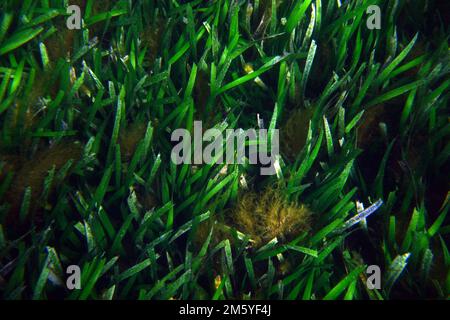 Letto di erba di mare sana (Posidonia australis), Isola di Rottnest, Australia Occidentale Foto Stock