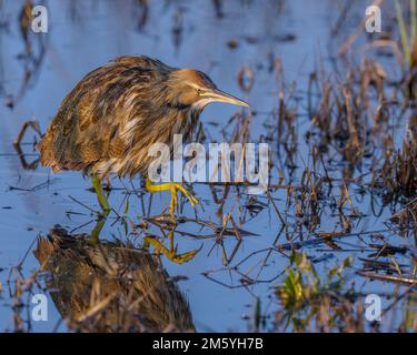 American Bittern (Botaurus lentiginosus) a piedi in palude di acqua dolce, Yolo County California. Foto Stock