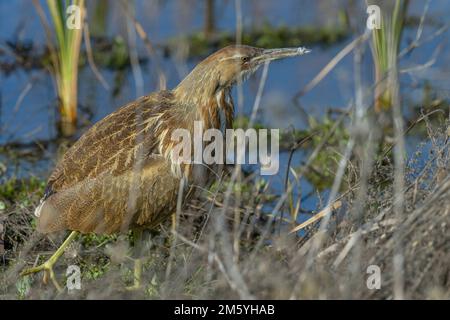 American Bittern (Botaurus lentiginosus) a piedi in palude di acqua dolce, Yolo County California. Foto Stock