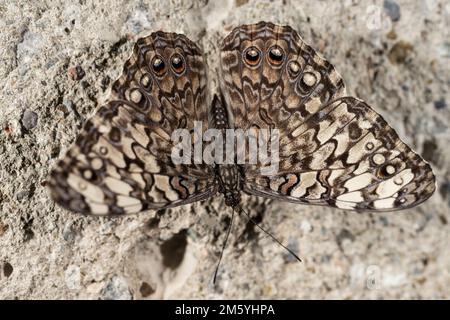 Una farfalla del Cracker grigio che poggia su una roccia. Hamadryas februa Foto Stock