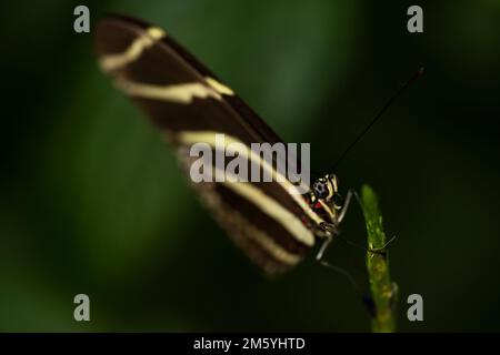 Una farfalla Zebra Longwing appollaiata sulla vegetazione. Heliconius carithonia Foto Stock