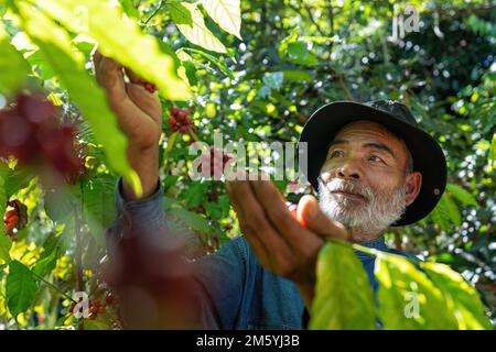 Coltivatore in piantagione di bacche di caffè raccolta in fattoria.raccolta di caffè robusta e arabica bacche Foto Stock