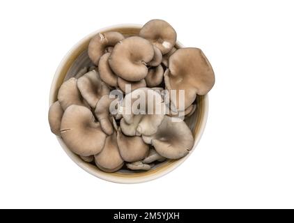 Funghi di ostrica organici isolati in una ciotola su sfondo bianco, funghi di ostrica freschi organici, immagine vista dall'alto, scatto in studio. Foto Stock