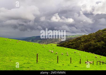 Pascolo di pecore in una fattoria durante la stagione invernale a Adelaide Hills, South Australia Foto Stock