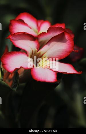 vista ravvicinata dell'adenium di colore rosa o dei fiori di rosa del deserto, che fioriscono nel giardino in primavera Foto Stock