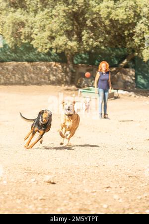 Cani che giocano con una palla gettata a loro dal loro proprietario nel parco Foto Stock