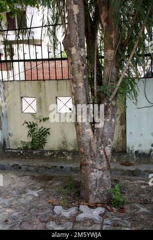 Bacche d'oca indiane (Phyllanthus emblica) tronco di albero ha corteccia chiazzata : (pix Sanjiv Shukla) Foto Stock