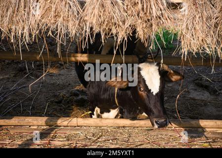 Lone mucca da latte sotto capannone di fieno in Himalayan, india. Foto Stock