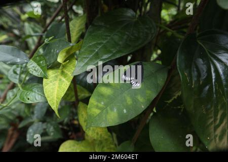 Una falda nera di forma triangolare con macchie bianche è stata appollaiata sulla sommità di una foglia verde in una zona selvaggia Foto Stock