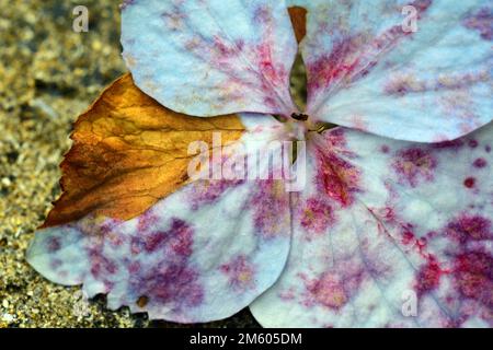 Un fiore di idrangea influenzato da Hydrangea Botrytis Blight (Gray Mold) causato da fungo Botrytis cinerea. Foto Stock