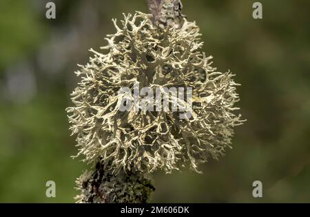 lichene (parmelia sulcata) che cresce su un albero, primo piano Foto Stock