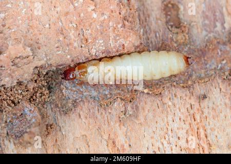 Una Larva del Beetle ANT (Thanasimus formicarius). Cleridae sotto la corteccia di un albero morto. Foto Stock