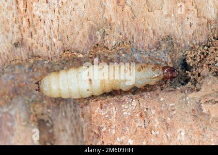 Una Larva del Beetle ANT (Thanasimus formicarius). Cleridae sotto la corteccia di un albero morto. Foto Stock