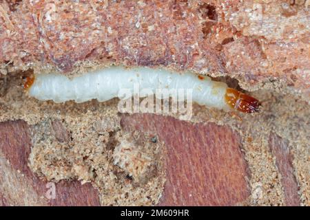 Una Larva del Beetle ANT (Thanasimus formicarius). Cleridae sotto la corteccia di un albero morto. Foto Stock