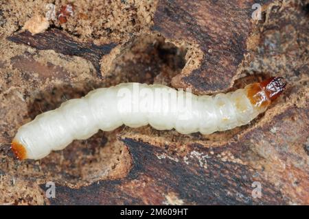 Una Larva del Beetle ANT (Thanasimus formicarius). Cleridae sotto la corteccia di un albero morto. Foto Stock