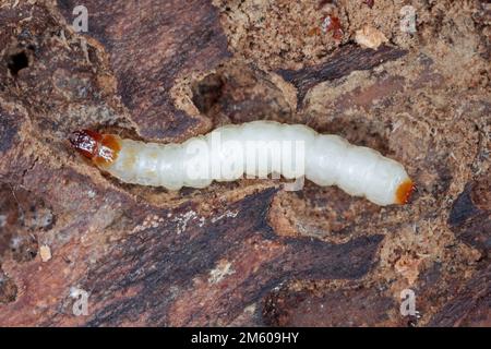 Una Larva del Beetle ANT (Thanasimus formicarius). Cleridae sotto la corteccia di un albero morto. Foto Stock