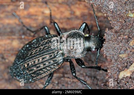 Coleottero macinato, Carabus granulatus, su legno morto. Foto Stock