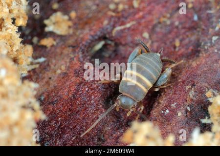 Cricket ANT loving, cricket ANT, cricket Myrmecophilous, cricket ANT's nido (Myrmecophilus acervorum). Un insetto in un anhill sotto la corteccia. Foto Stock