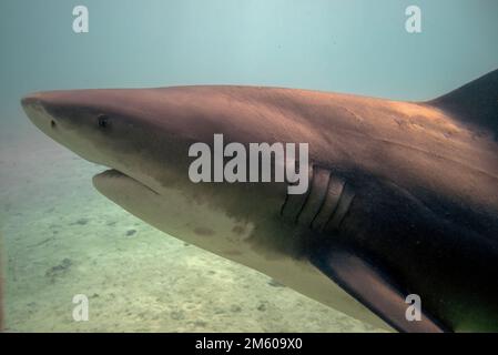 Bull Shark (Carcharhinus leucas) a Bimini, Bahamas Foto Stock