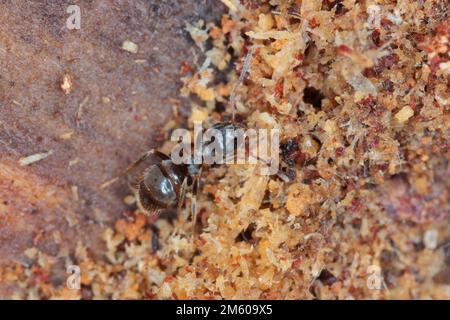 Jet Ant splendente, Jet Black Ant (Lasius fuliginosus), il lavoratore Foto Stock