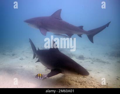 Bull Shark (Carcharhinus leucas) a Bimini, Bahamas Foto Stock