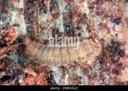 Larva a mosca soldato su legno marcio (Stratiomyidae) Foto Stock