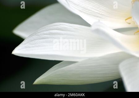 Fioritura del fiore di loto Foto Stock