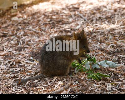 Primo piano del piccolo marsupiale e piccolo wallaby Quokka, Setonix brachyurus visto in cattività in uno zoo australiano. Foto Stock