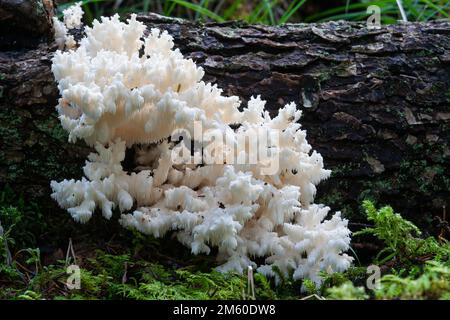 Primo piano di un fungo di dente di Corallo che cresce su un albero di legno duro morto in una foresta boreale in Estonia, Nord Europa Foto Stock