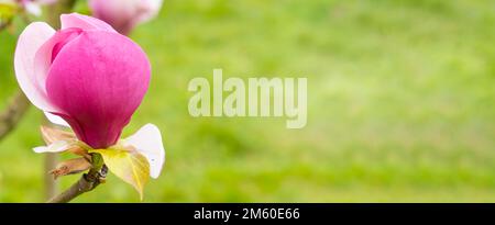 Fiore rosa magnolia inaperto fiorisce su uno sfondo verde nel parco. Foto Stock