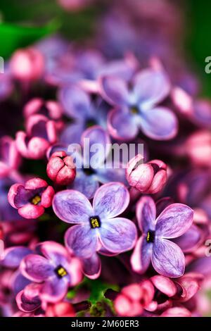 Lilla comune (Syringa vulgaris), fiori viola, primo piano, sfocata, Renania settentrionale-Vestfalia, Germania Foto Stock