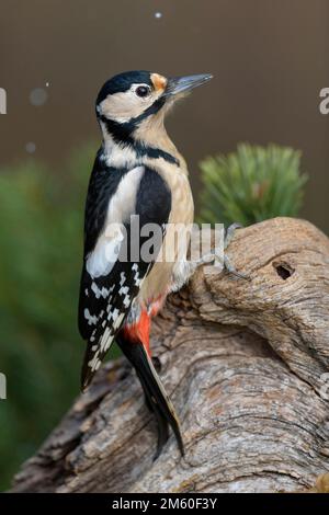 Grande Picchio macchiato (Dendrocopos Major), femmina su legno morto durante la nevicata, riserva di biosfera, Alb Svevo, Baden-Wuerttemberg, Germania Foto Stock