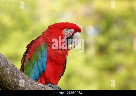 Macaw rosso-e-verde (Ara chloroptera), seduto su un ramo, prigioniero, Assia, Germania Foto Stock