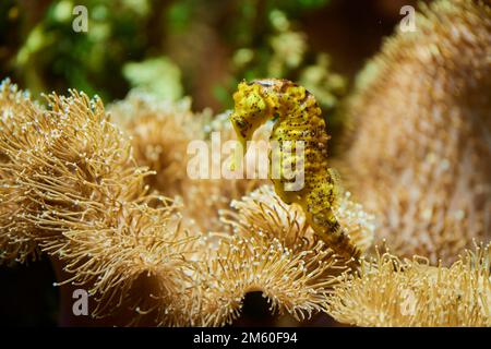 Cavalluccio marino con coda di tigre (arriva Hippocampus) in un acquario, Baviera, Germania Foto Stock