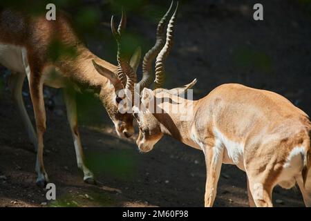 Due gazzelle di Thomson (Eudorcas thomsonii) che combattono l'una con l'altra, la Baviera, Germania Foto Stock