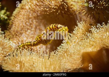 Cavalluccio marino con coda di tigre (arriva Hippocampus) in un acquario, Baviera, Germania Foto Stock