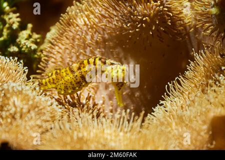 Cavalluccio marino con coda di tigre (arriva Hippocampus) in un acquario, Baviera, Germania Foto Stock