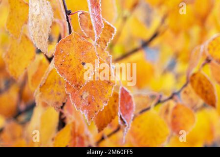 Primo piano delle colorate foglie di betulla ricoperte di leggero gelo durante il fogliame autunnale nel Parco Nazionale di Salla, Finlandia settentrionale Foto Stock