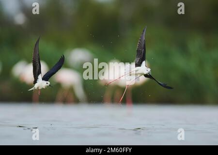 Due palafitte ad ali nere (Himantopus himantopus) che combattono sul mare, Camargue, Francia Foto Stock